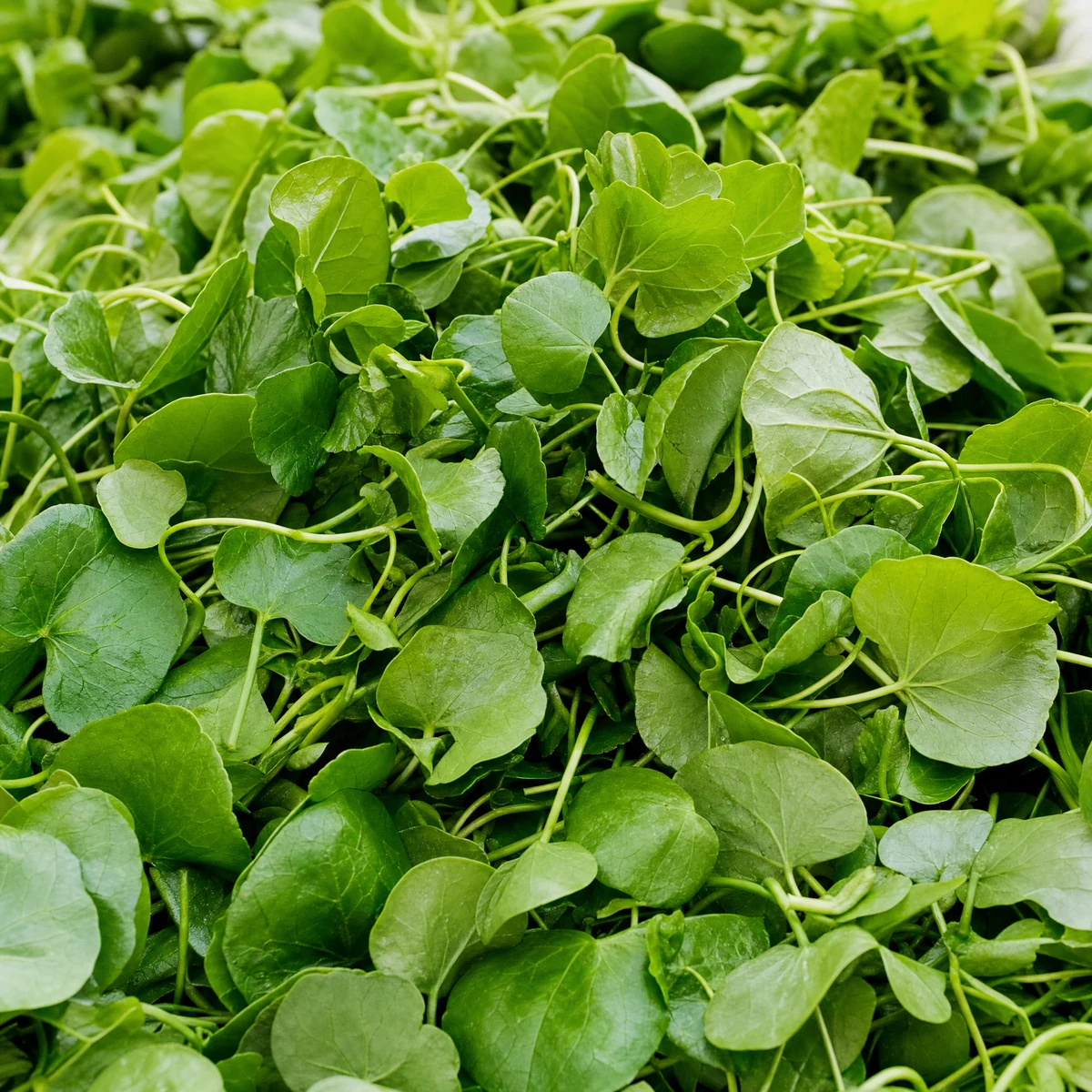 Oregano Oil compound image