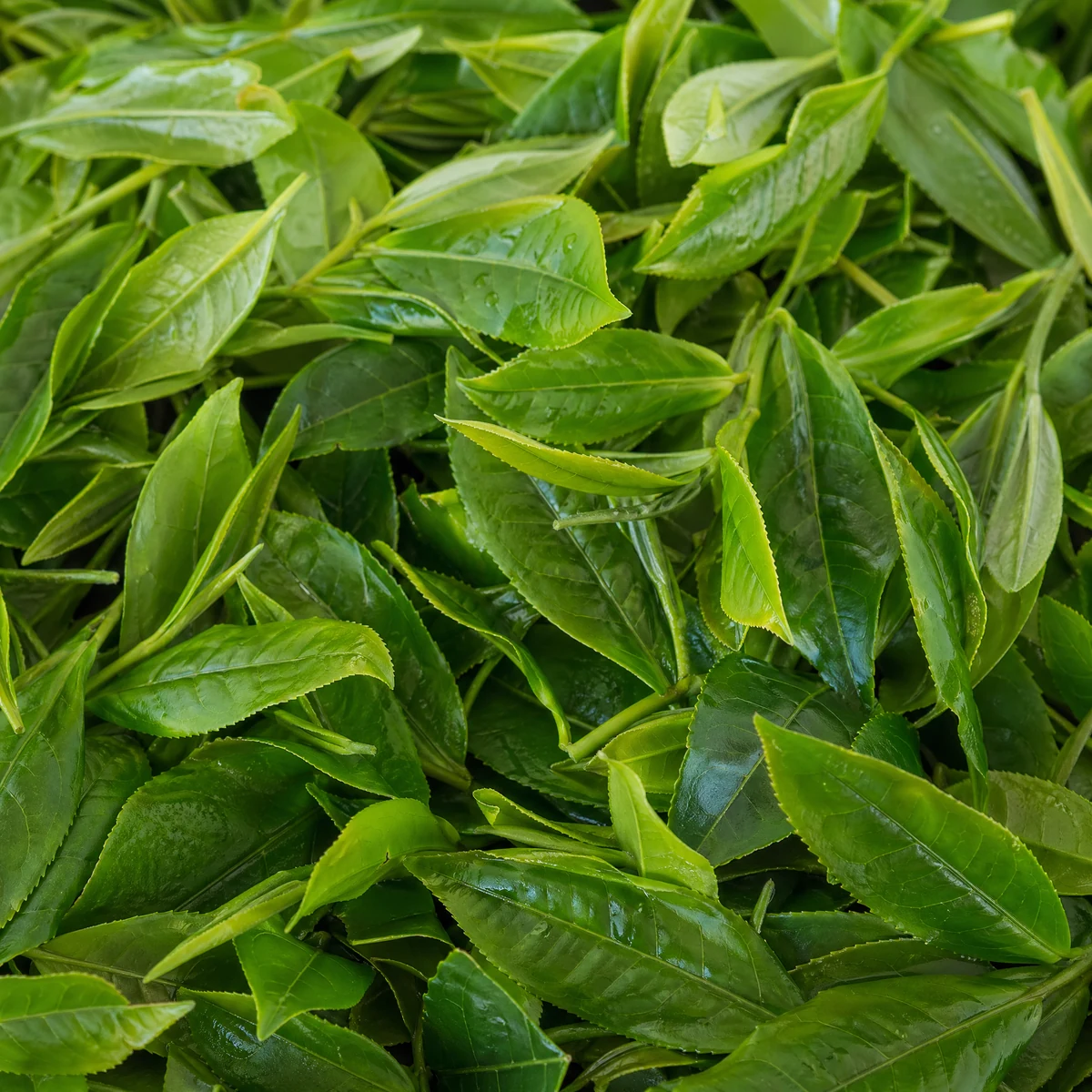 Black Seed Oil compound image