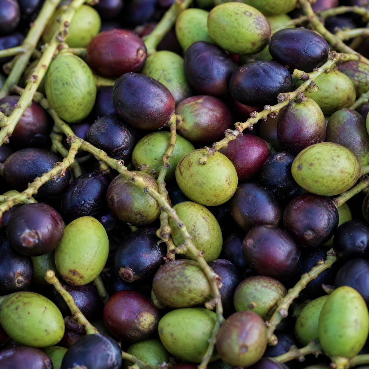 Black Seed Oil compound image