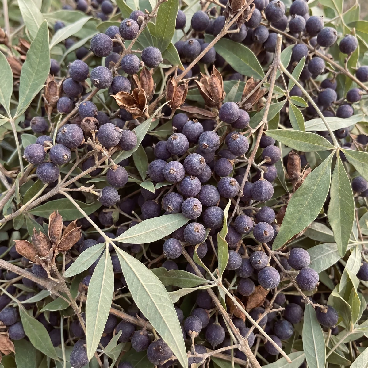 Oregano Oil compound image