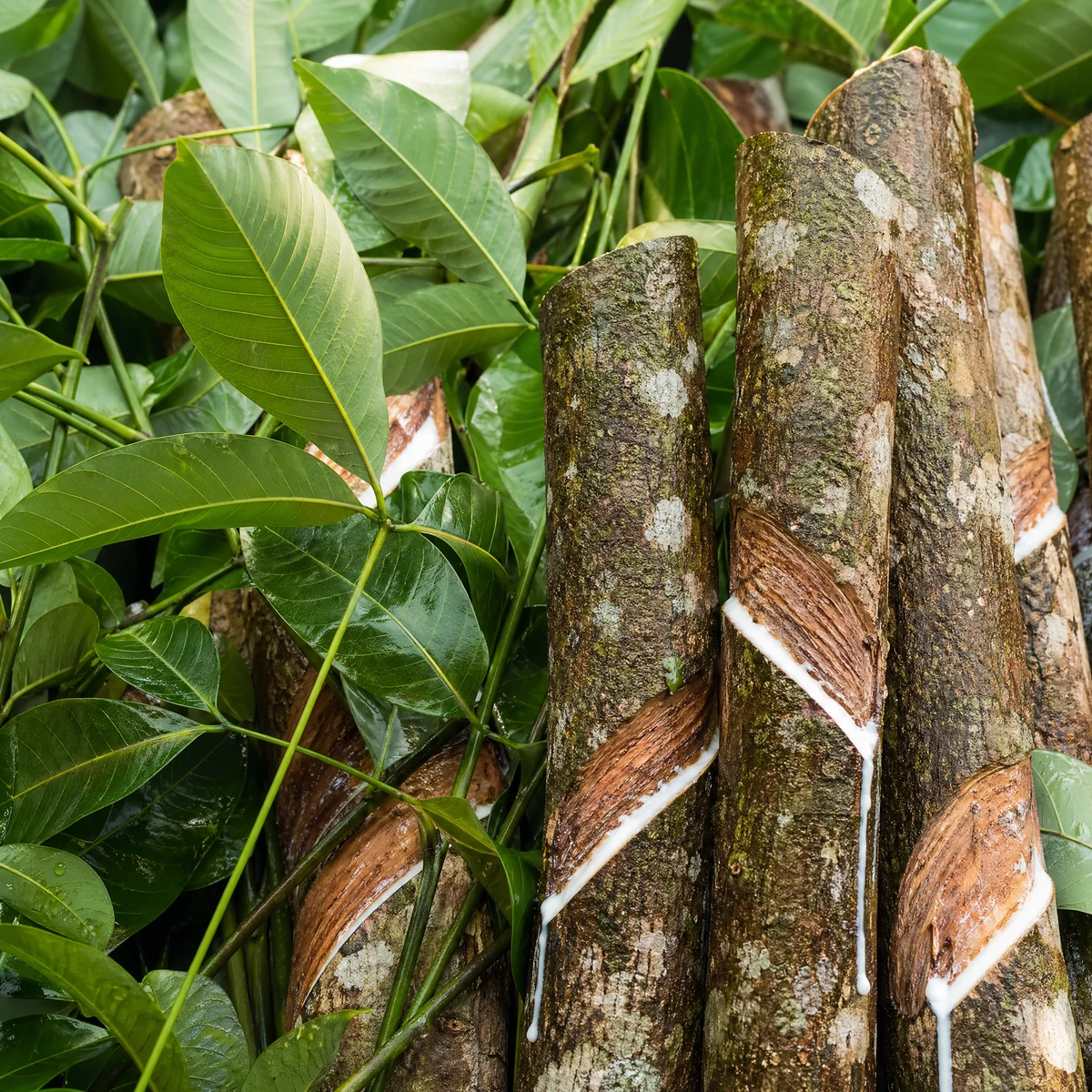 Carvacrol compound image